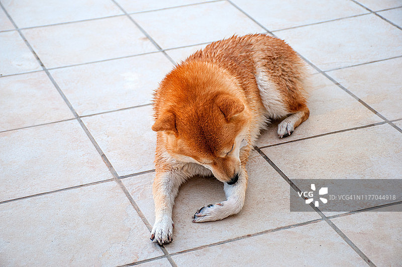 母柴犬图片素材