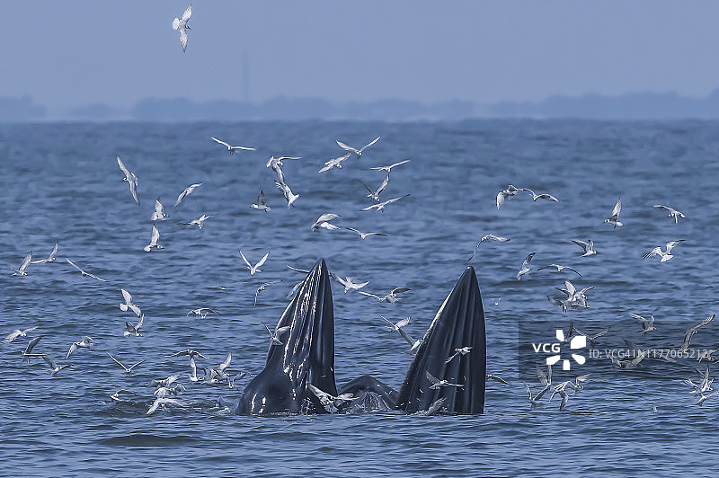 两头布氏鲸在水面上喷水，以天然银鱼为食，周围有海鸥飞翔图片素材