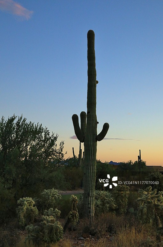 黄昏时分的仙人柱图片素材