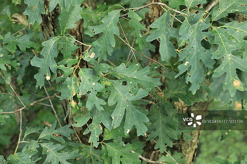 白栎树图片素材