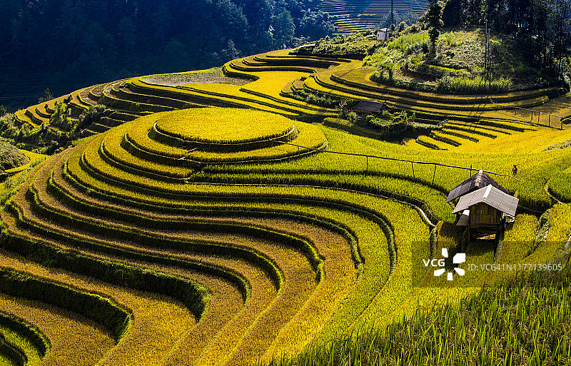 木 Cang Chai 的梯田图片素材