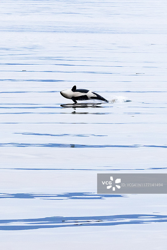 在阿拉斯加州东南部查塔姆海峡跃起的虎鲸图片素材