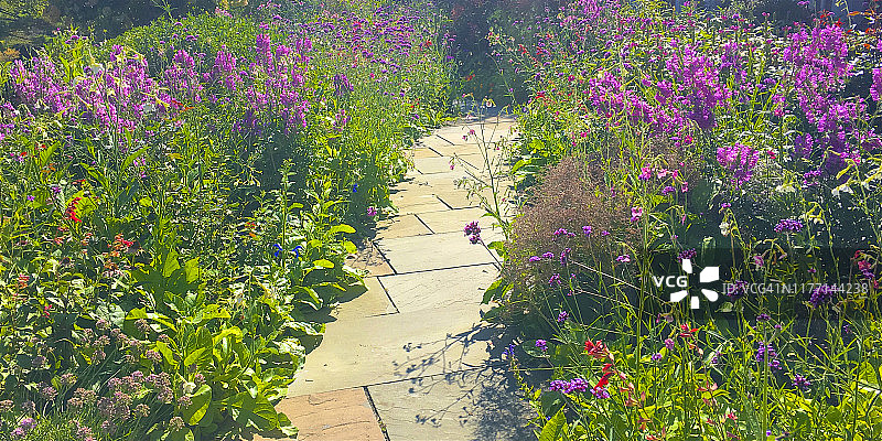 穿过盛夏时节的多年生植物花园小路图片素材