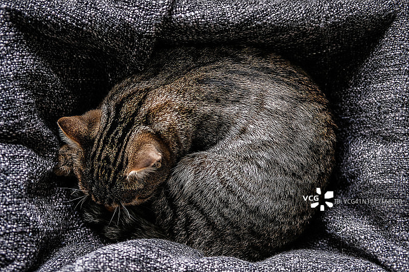 睡着的流浪小猫图片素材