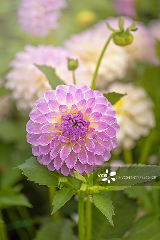 夏季盛开的紫色‘蓬蓬’大丽花‘Abbie’特写图片素材