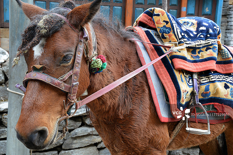 在尼泊尔安娜普尔纳环线上，骡子背着彩色毯子图片素材