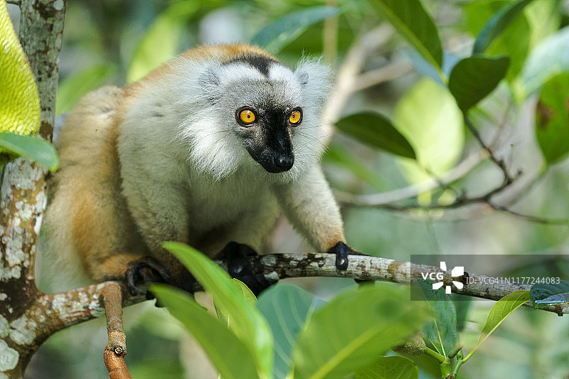 非洲马达加斯加：黑狐猴图片素材