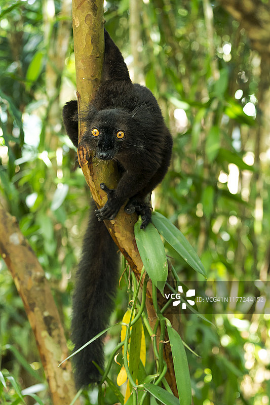 马达加斯加安皮塔贝湖的雄性黑狐猴图片素材