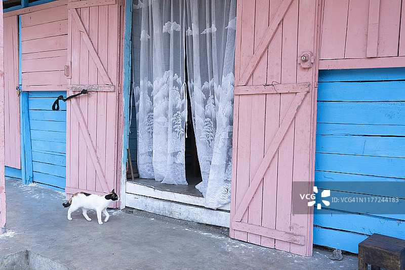 非洲马达加斯加托兰纳罗市场宠物猫图片素材