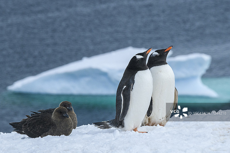南极洲，南极半岛，丹科岛。金图企鹅，棕贼鸥。图片素材