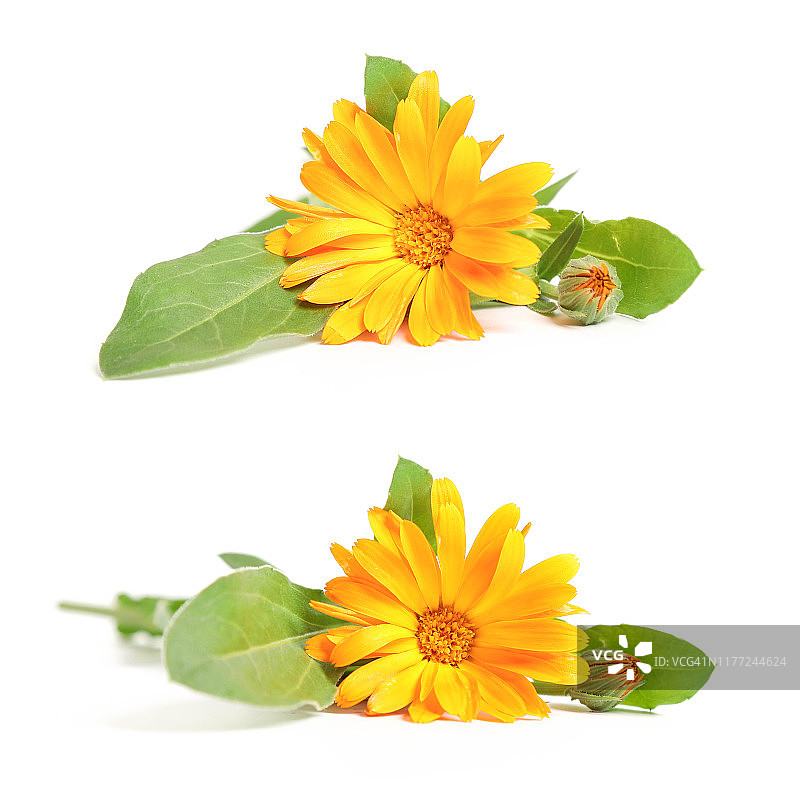 白色背景下的金盏花图片素材