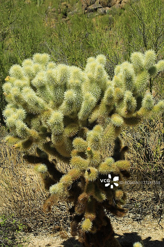 跳跃仙人掌图片素材