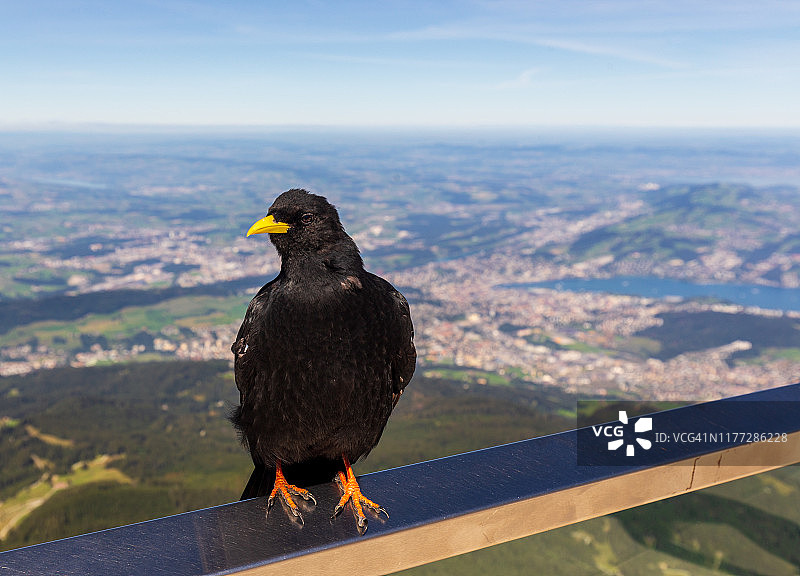 在瑞士皮拉图斯山栏杆上的阿尔卑斯山鸦图片素材