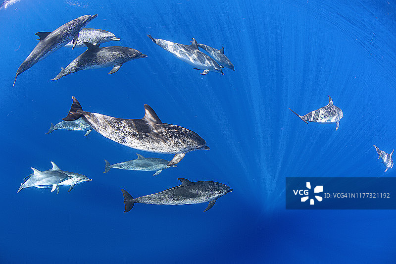 大西洋斑点海豚图片素材