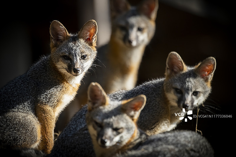 加利福尼亚灰狐图片素材
