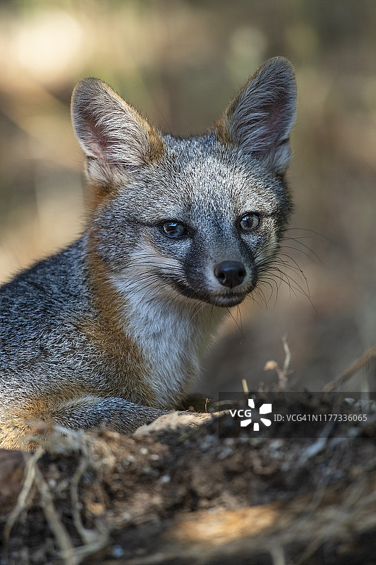 加利福尼亚灰狐图片素材