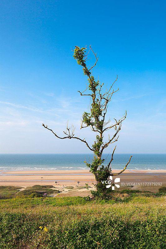 海滩上的孤独树图片素材