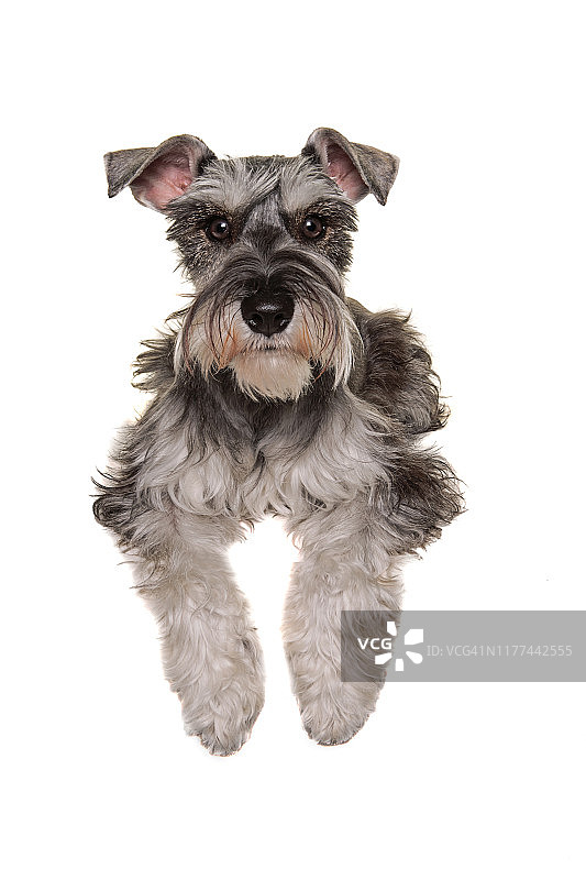 在白色背景下看着镜头的雪纳瑞犬肖像图片素材