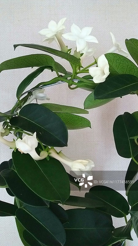 素馨花（马达加斯加茉莉，蜡花，夏威夷婚礼花，新娘花环）图片素材
