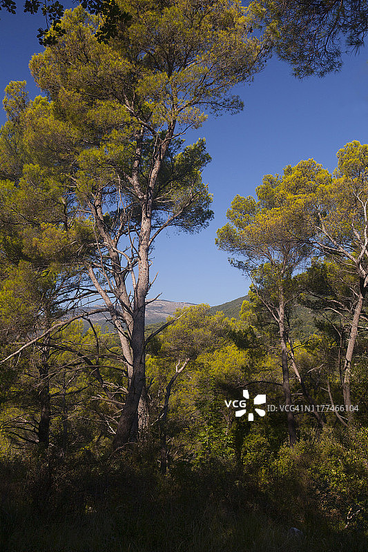 意大利石松/伞松图片素材