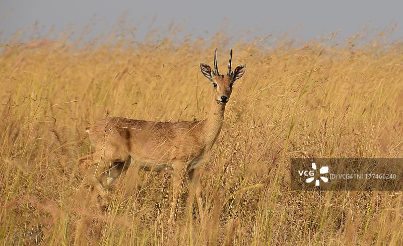 乌干达默奇森瀑布国家公园内的羚羊图片素材