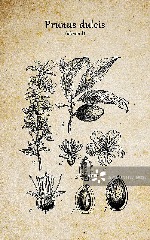 植物学古董雕刻插图：扁桃树图片素材