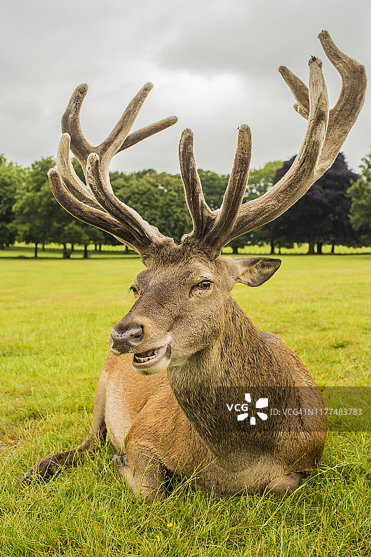 瓦拉顿公园的红鹿图片素材