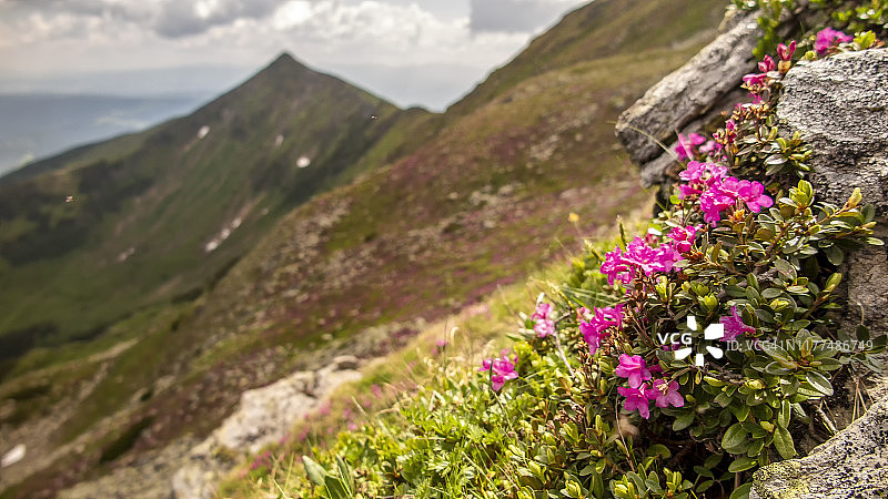 罗马尼亚罗德尼山上开花的粉红色杜鹃花图片素材