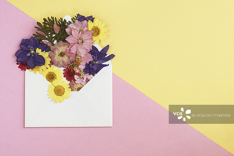 情人节贺卡：粉色和黄色背景上的带有野花的空白信封，顶部直接复制空间图片素材