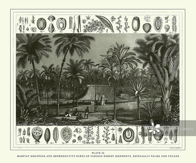 1851年发表的古董雕刻：各种木本单子叶植物（特别是棕榈和苏铁）的栖息地组合与生殖器官图片素材