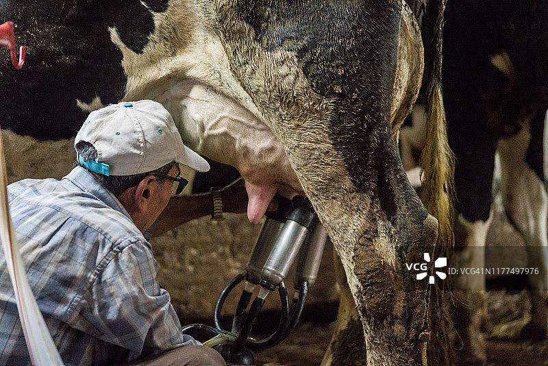 年长的男人们在挤牛奶图片素材