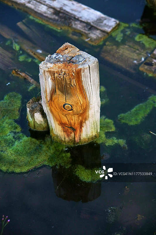 沼泽地里的旧浮桥图片素材