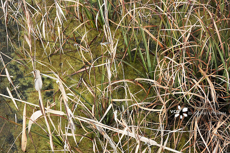沼泽芦苇秋季背景图片素材
