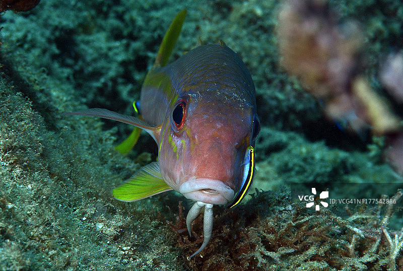 黄色副绯鲤图片素材