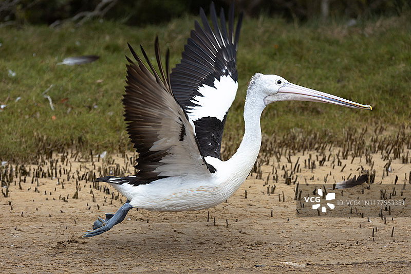 发射，起落架升起，巡航模式：鹈鹕起飞图片素材