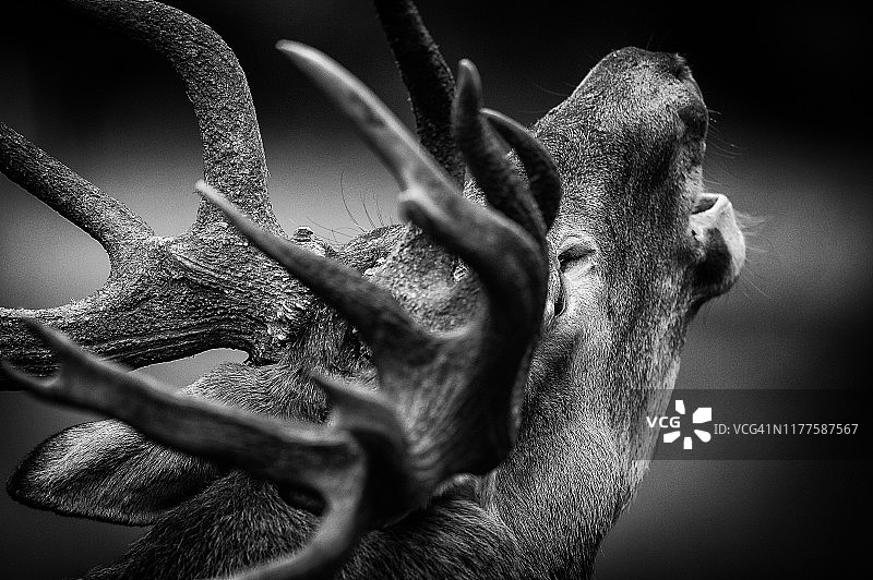 站在发情期的红鹿图片素材