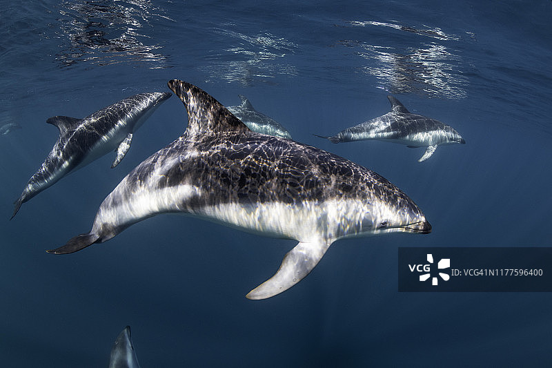 在阿根廷瓦尔德斯半岛新海湾，一群非常好奇的暗色斑纹海豚在镜头前嬉戏图片素材