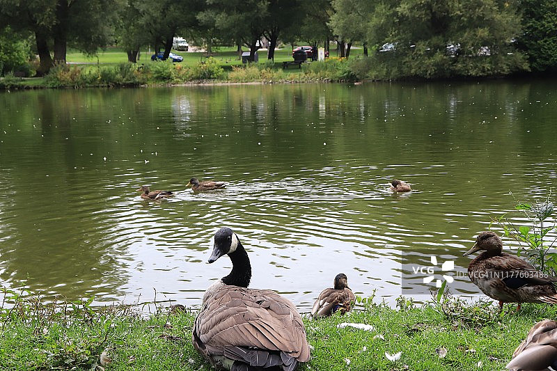 加拿大安大略省斯特拉特福市埃文河中的鸭子图片素材