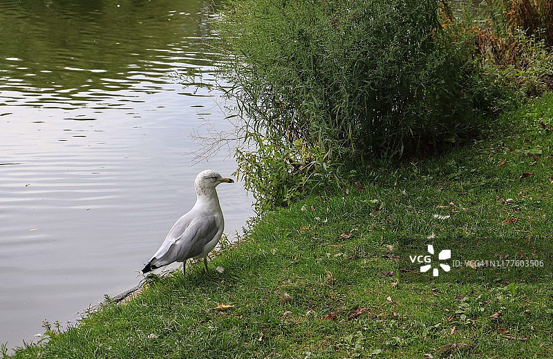 在埃文河/斯特拉特福/加拿大安大略省的环嘴海鸥图片素材