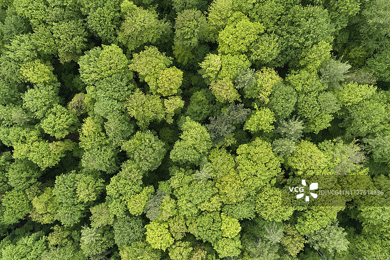 德国巴伐利亚弗兰肯尼亚施泰igerwald早春落叶林鸟瞰图片素材
