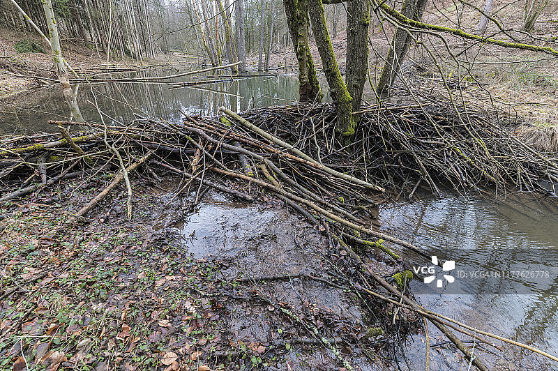 欧洲河狸在德国巴伐利亚建造的水坝图片素材