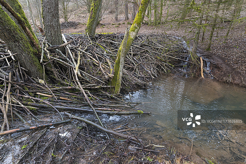 欧洲河狸在德国巴伐利亚建造的水坝图片素材