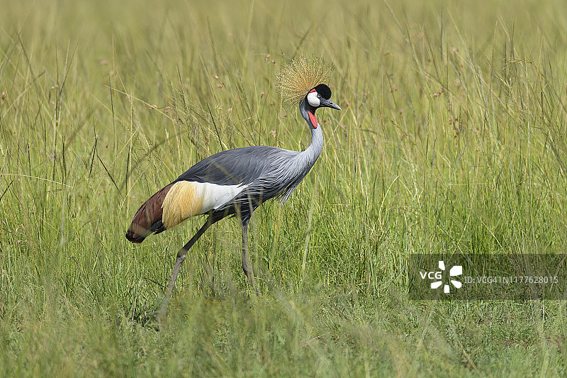 肯尼亚马赛马拉国家保护区冕鹤图片素材