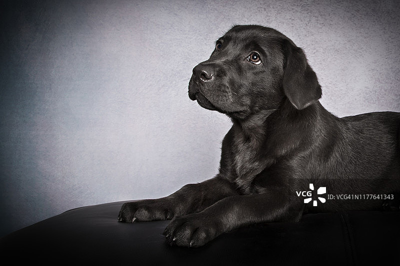 黑色拉布拉多寻回犬幼犬的头像，在灰色背景上看向远离相机的方向图片素材