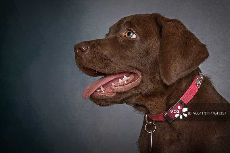 在灰色背景上看向别处的巧克力色拉布拉多幼犬头像图片素材