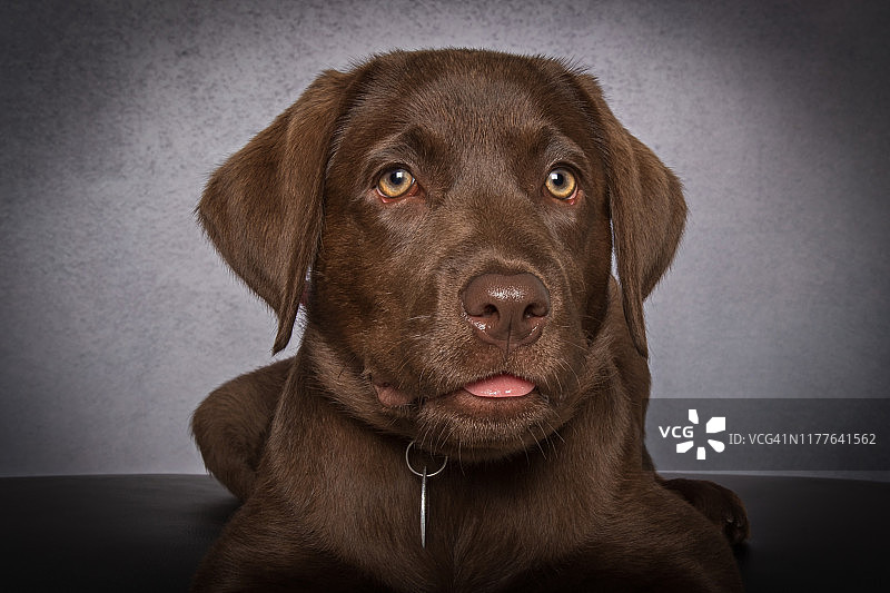 巧克力色拉布拉多幼犬在灰色背景上的头像图片素材
