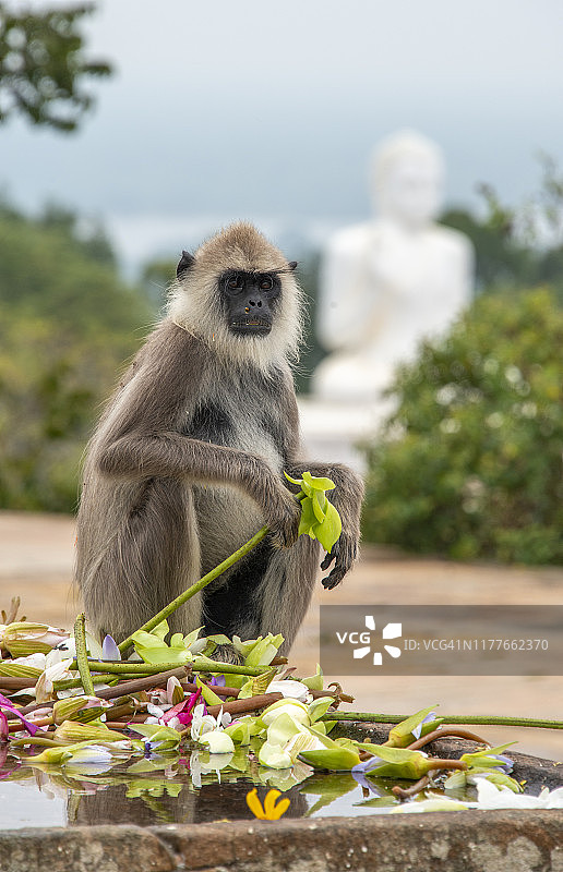 斯里兰卡弥欣塔莱佛像前吃花的猕猴图片素材