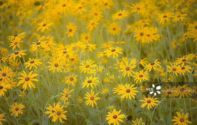 充满活力的黄色金光菊鲜花田图片素材