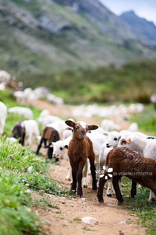 生活在野生绵羊农场的小羊羔图片素材