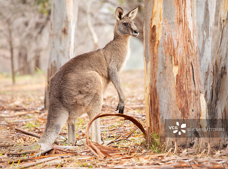站在桉树旁田野里的大袋鼠图片素材